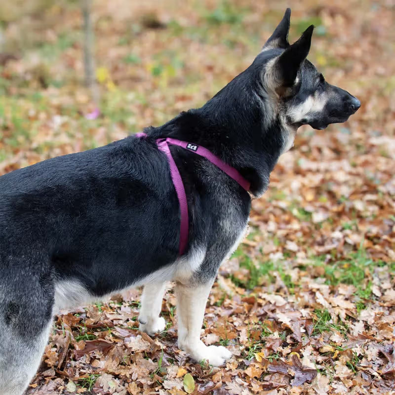 Duvo Plus Arnês Explor Classic Rosa Fucsia Rosa - Arnês para cão