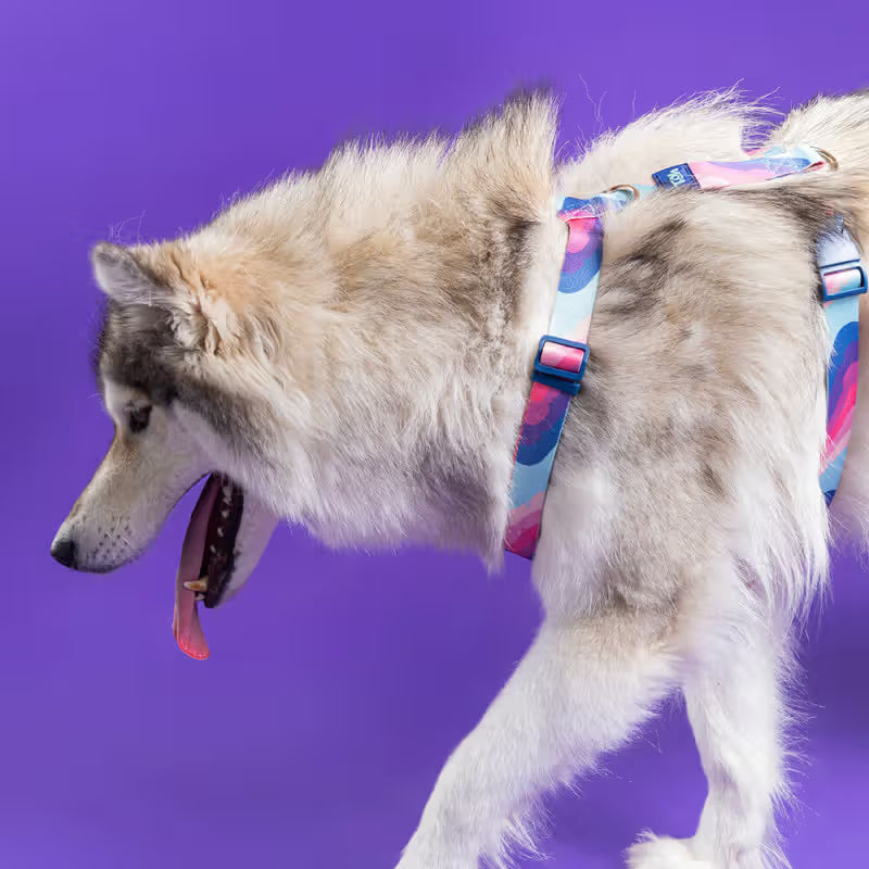 TOH Conjunto de Peitoral em H e Trela Alpaca - Set de arnés y correa para perro