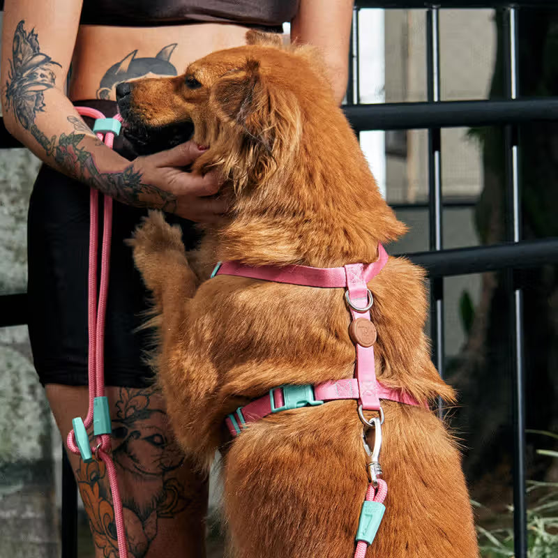 TOH Fiji - Conjunto de peitoral em H e trela para cão