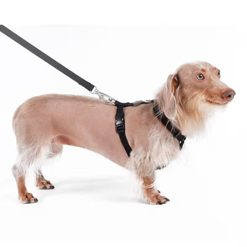 Toh - Conjunto de peitoral e trela para cão
