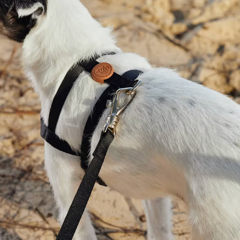 Toh - Conjunto de peitoral e trela para cão