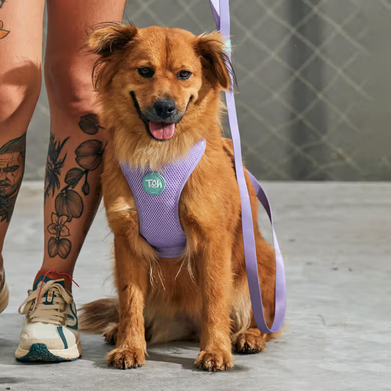 TOH Conjunto de Peitoral Mesh em H e Trela Lilás - Harness and lead set for dogs