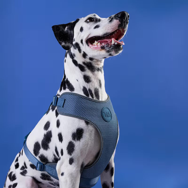 TOH Conjunto de Peitoral Mesh em H e Trela Marine - Conjunto de peitoral e trela para cão