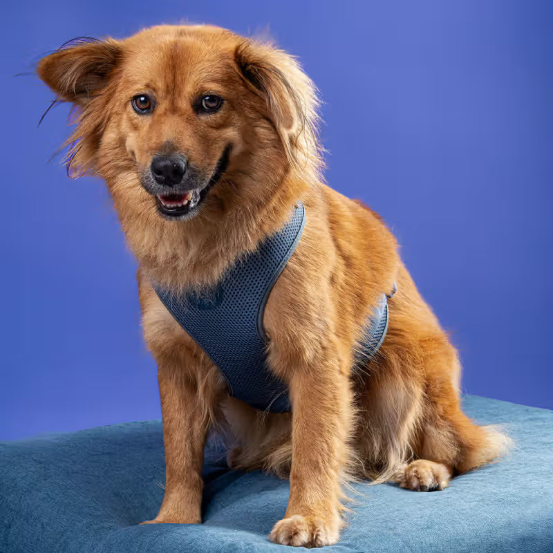 TOH Conjunto de Peitoral Mesh em H e Trela Marine - Conjunto de peitoral e trela para cão