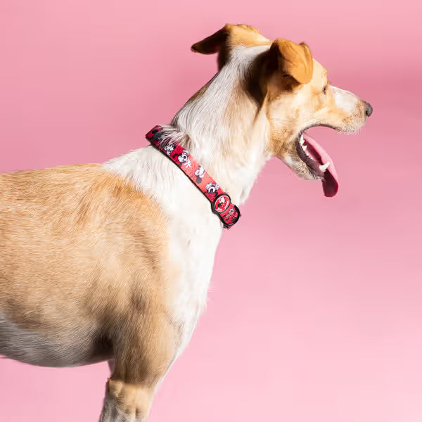 Disney & Warner Bros Minnie - Dog collar