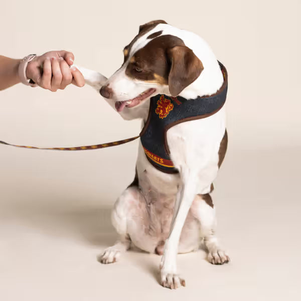 Disney & Warner Bros Peitoral Reversível Harry Potter - Reversible dog harness