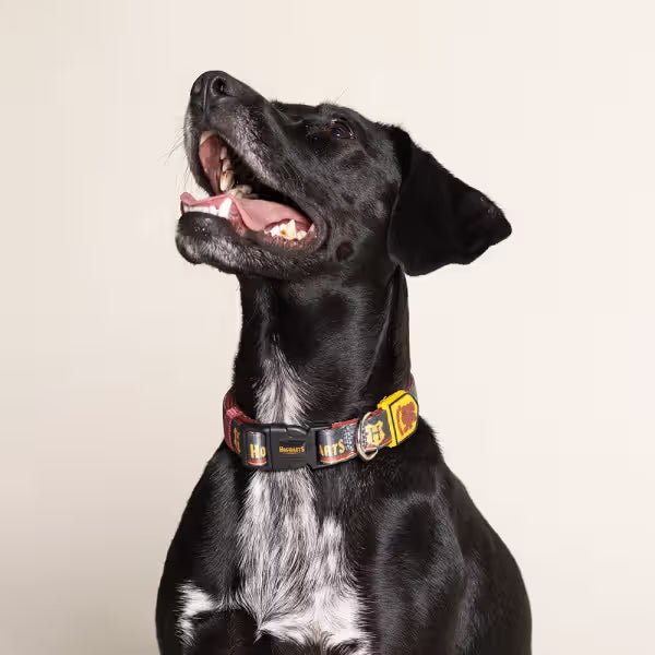 Disney & Warner Bros Harry Potter - Collar para perro