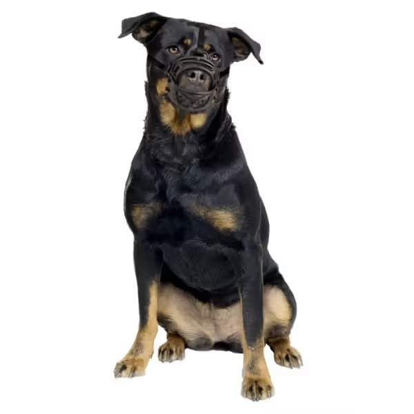 Duvo Plus Açaime para Cão - for dogs