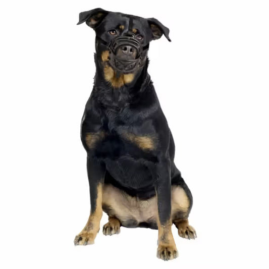 Duvo Plus Açaime para Cão - para cão