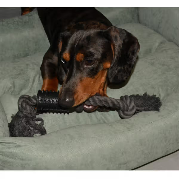 Duvo Plus - Dog toy