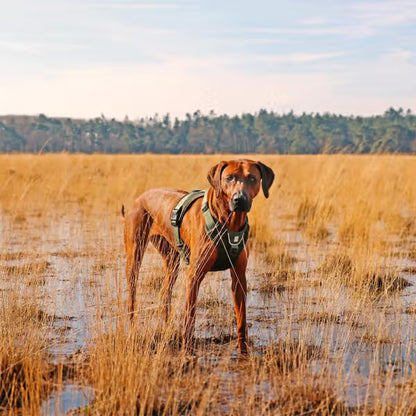 Duvo Plus Peitoral Explor Ultimate Fit Anti-Puxão - Reflective and anti-pull harness for dogs