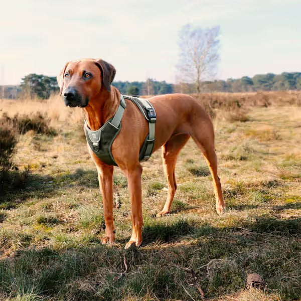 Duvo Plus Peitoral Explor Ultimate Fit Anti-Puxão - Reflective and anti-pull harness for dogs