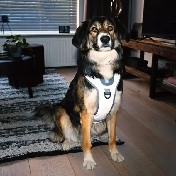 Duvo Plus Peitoral Explor Ultimate Fit Anti-Puxão - Reflective and anti-pull harness for dogs