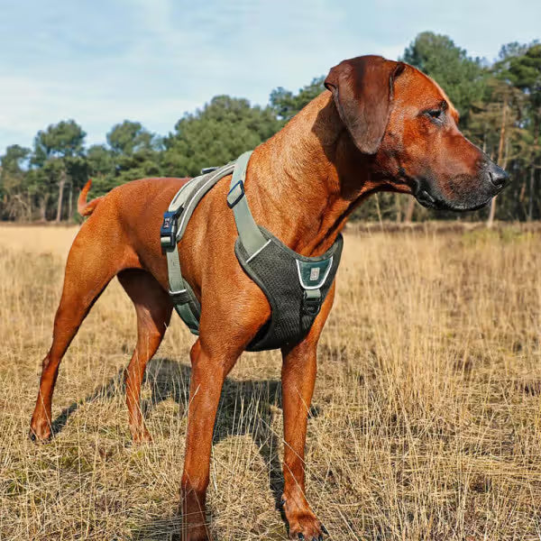 Duvo Plus Peitoral Explor Ultimate Fit Anti-Puxão - Reflective and anti-pull harness for dogs