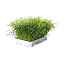 Ferribiella Cat Grass with Catnip - Cat treat