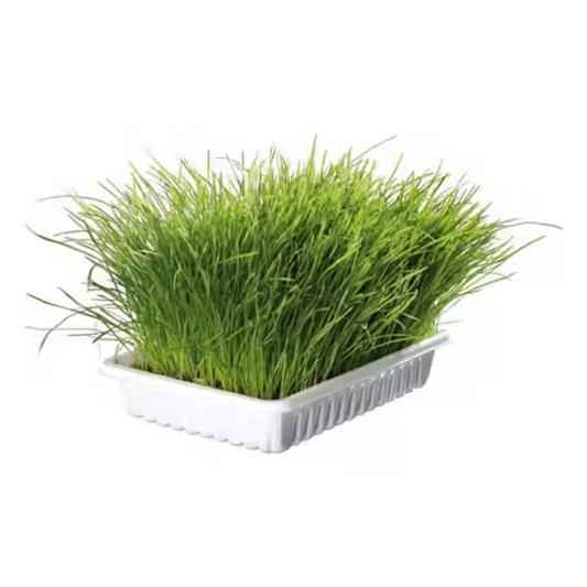 Ferribiella Gato Hierba Gatera con Catnip - Snack para gato