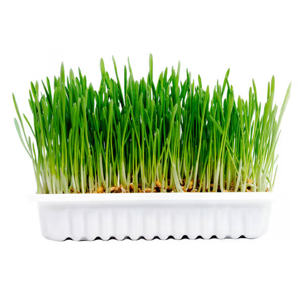 Duvo Plus Cat Grass - Cat snack