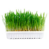 Duvo Plus Cat Grass - Cat snack