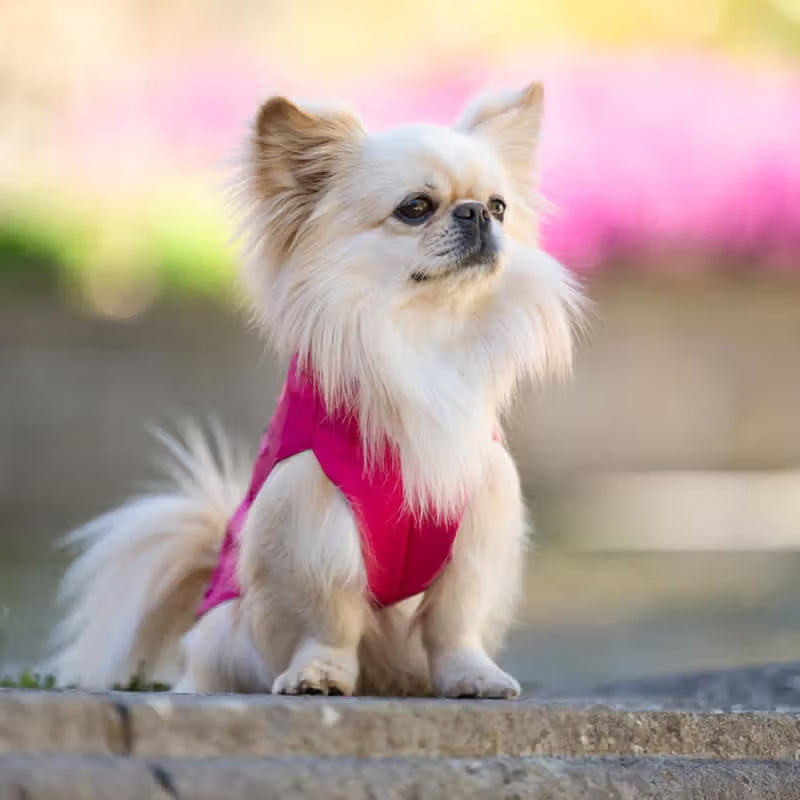 Ferribiella Casaco Impermeável Pocket Fuchsia - Casaco impermeável para cães