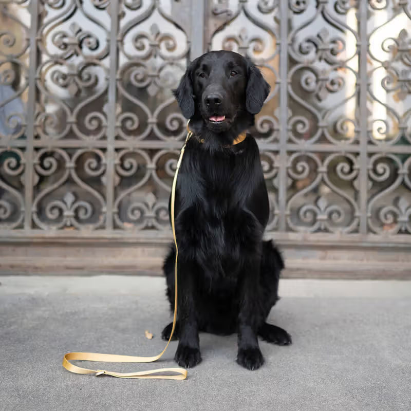 Ferribiella Mida - Collar para perros