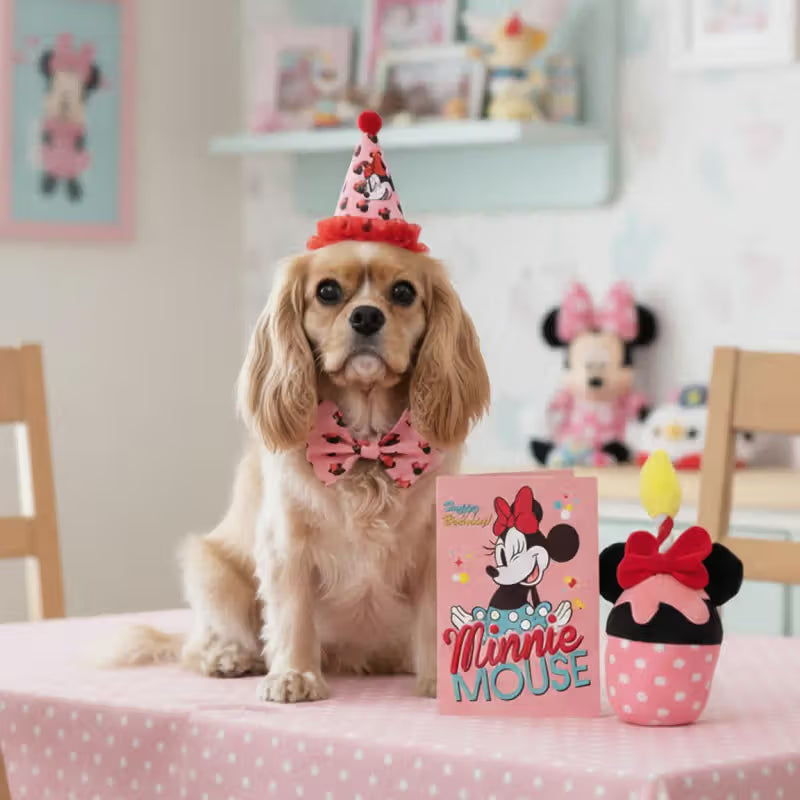 Disney & Warner Bros Kit de Aniversário com Brinquedos Minnie Mouse - Birthday kit for dogs and cats