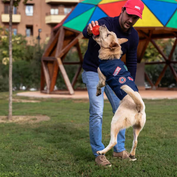 Disney & Warner Bros Marvel Perro - Pienso seco para perro