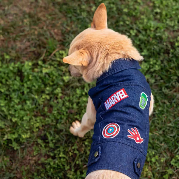 Disney & Warner Bros Marvel Perro - Pienso seco para perro
