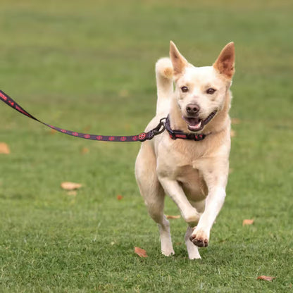 Disney & Warner Bros Marvel - Collar para perro