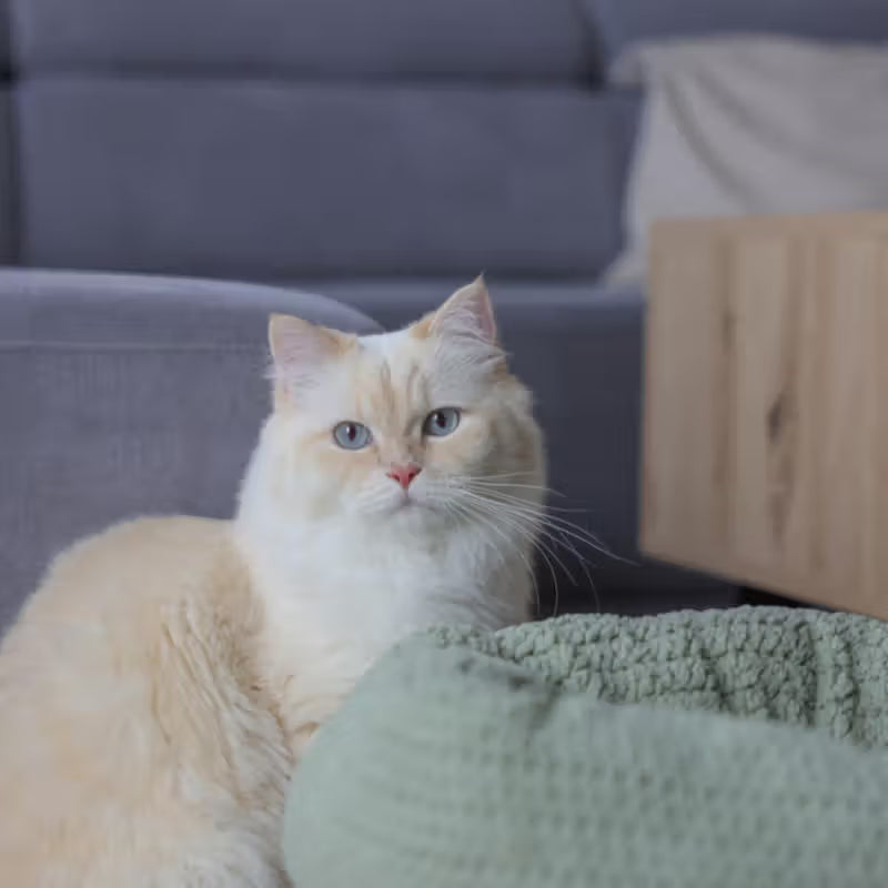 Kerbl Nicho Anne Redondo - Ninho para gato