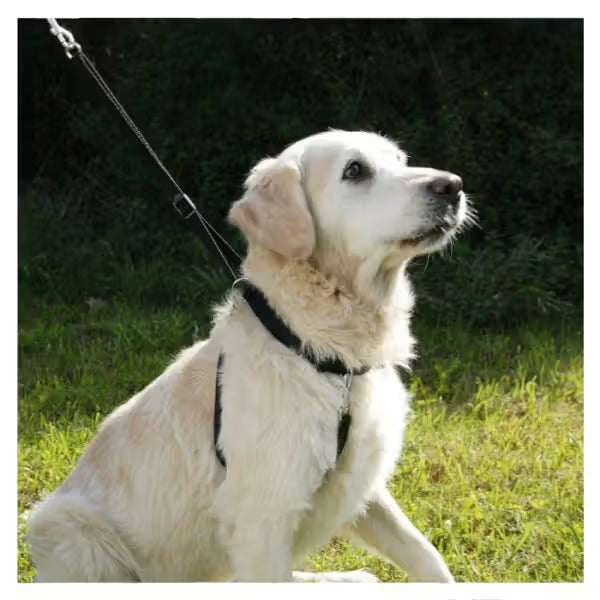 Kerbl Maxi Leader - Training harness for dogs