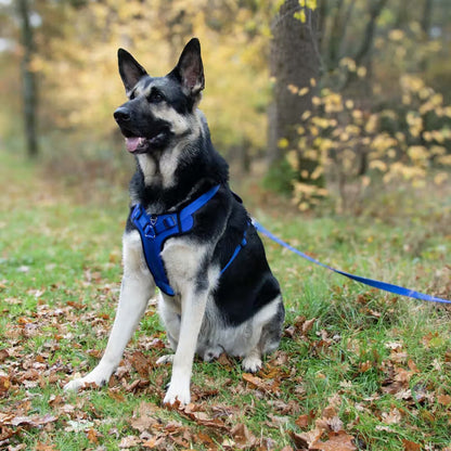 Duvo Plus Explor Classic Azul - Peitoral em Y para cão