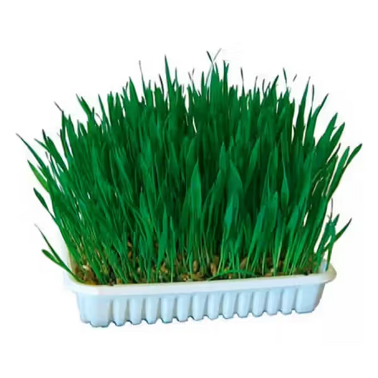 Kerbl Cat Grass - Cat snack