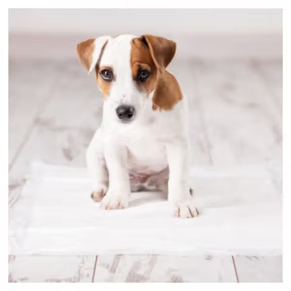 Duvo Plus Resguardos P-Pad - Empapadores para perro con aroma a hierba fresca