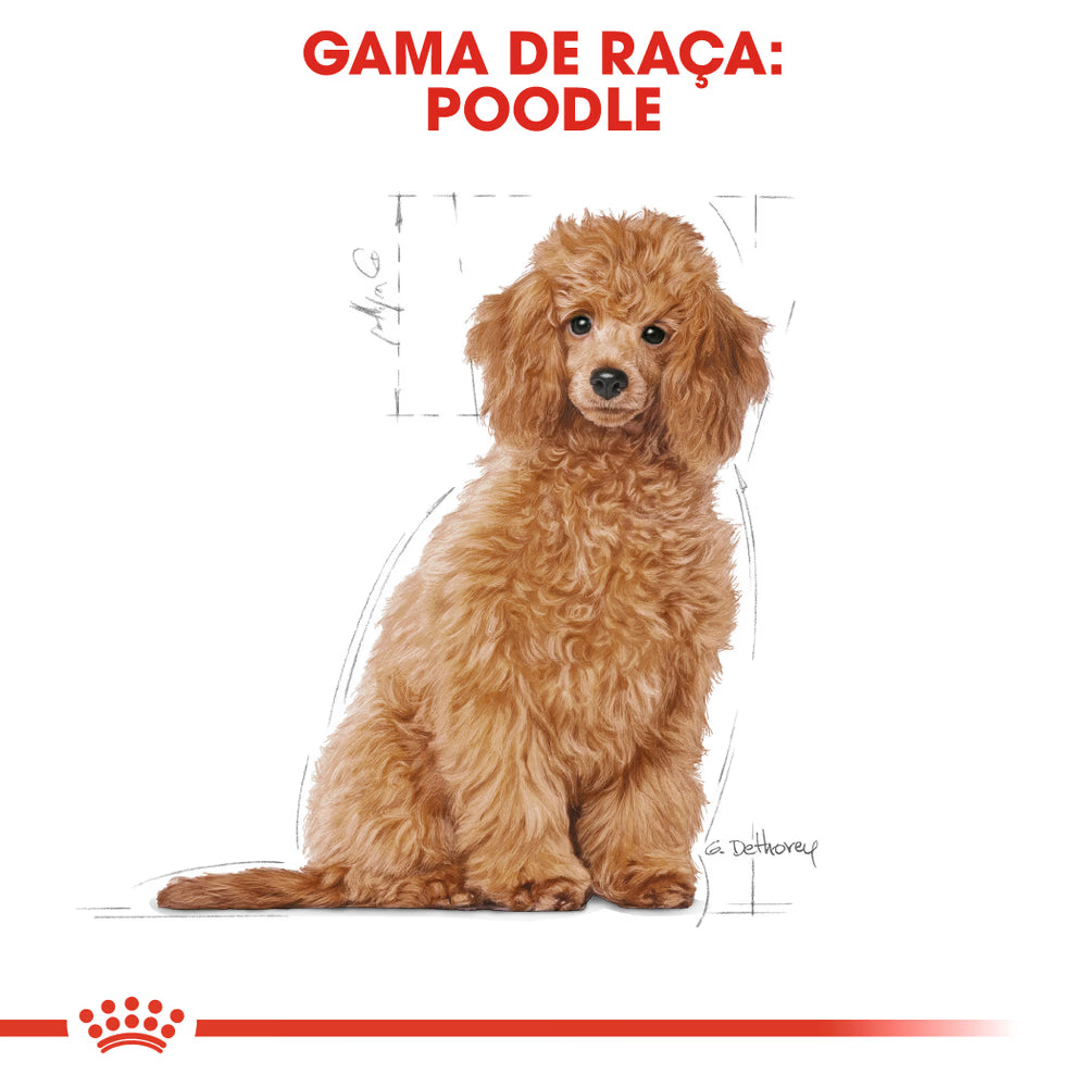 Royal Canin Dog Poodle Puppy Poultry - Dry food for dogs