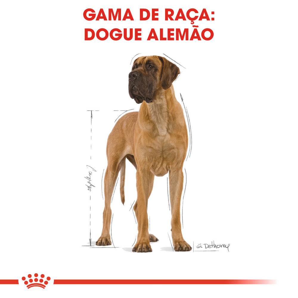 Royal Canin Cão Dogue Alemão Adulto Aves - Ração seca para cão