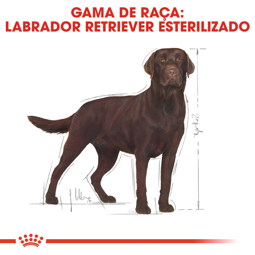 Royal Canin Perro Labrador Retriever Adulto Esterilizado Aves - Pienso seco para perro esterilizado