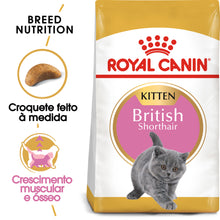 Royal Canin Gatito British Shorthair Gato Aves - Pienso seco para gato