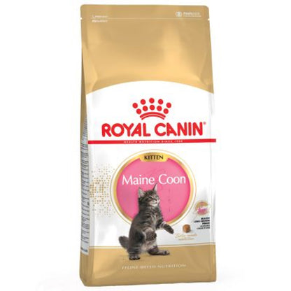 Royal Canin Gato Junior Maine Coon Aves - Pienso seco para gato