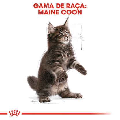 Royal Canin Gato Junior Maine Coon Aves - Pienso seco para gato