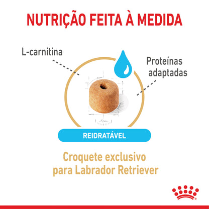 Royal Canin Labrador Ageing 5+ Cão Aves - Ração seca para cão sénior