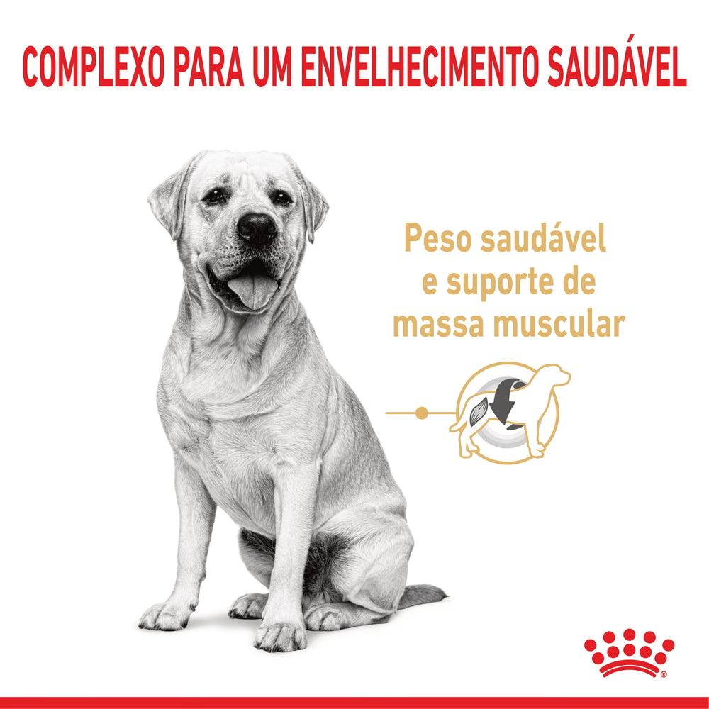Royal Canin Labrador Ageing 5+ Cão Aves - Ração seca para cão sénior