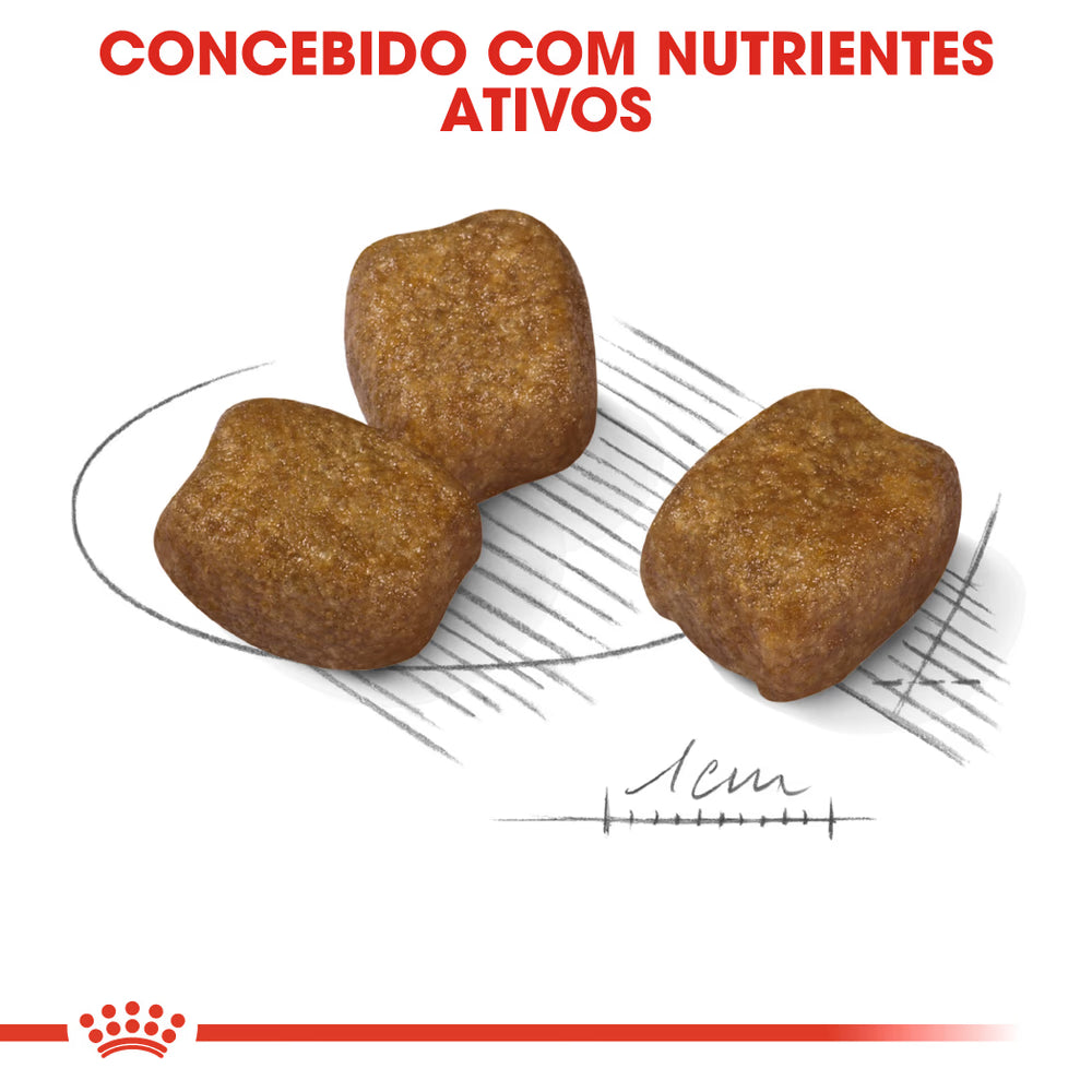 Royal Canin Mini Dental Care Cão Adulto Aves - Ração seca para cão para higiene oral