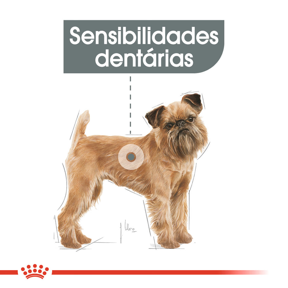 Royal Canin Mini Dental Care Cão Adulto Aves - Ração seca para cão para higiene oral