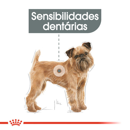 Royal Canin Mini Dental Care Cão Adulto Aves - Ração seca para cão para higiene oral