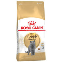 Royal Felino Adulto British Shorthair