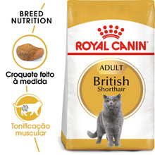 Royal Felino Adulto British Shorthair