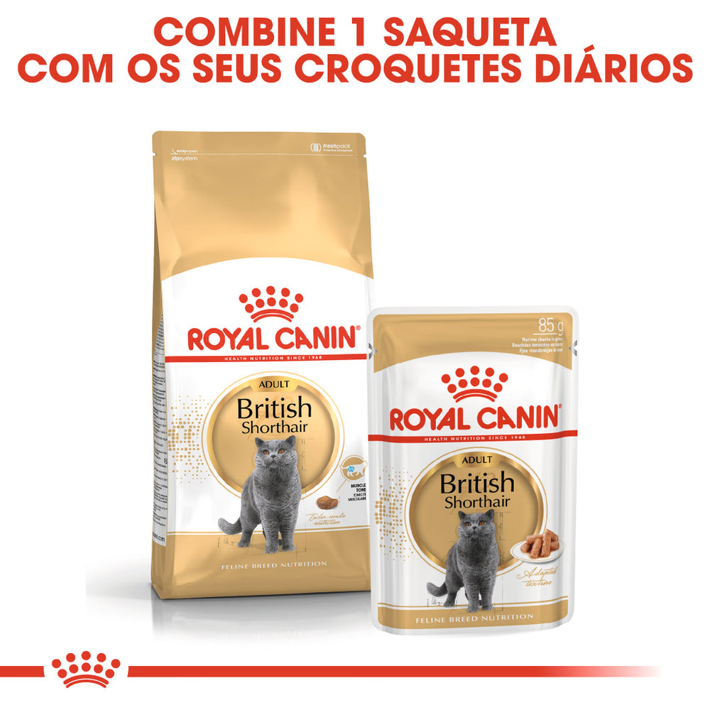 Royal Felino Adulto British Shorthair