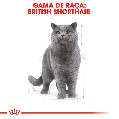 Royal Felino Adulto British Shorthair
