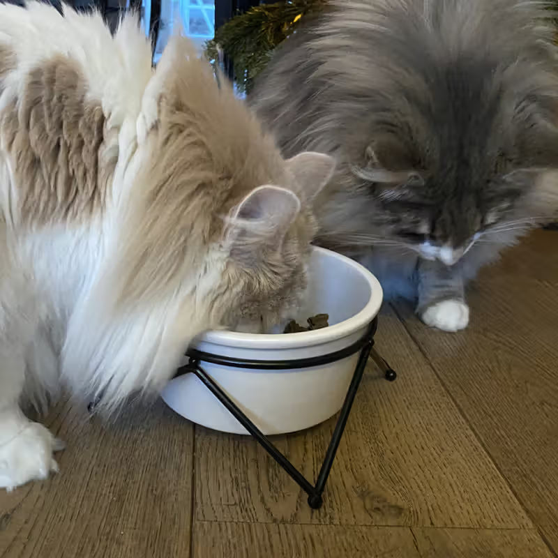 Duvo Plus Stone Up Zigzag - Taça em cerâmica para cão e gato