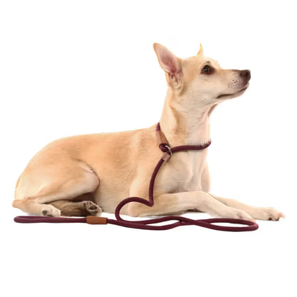 TOH Trela em Corda com Laço Ajustável Bordeaux - Trela para cão